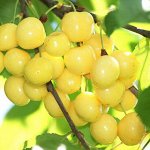 Черешня Приусадебная желтая