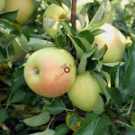 Яблоня карликовая (в коробке) Чудное