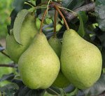 Груша Просто Мария