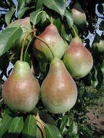 Груша  (2-х лет) Аллегро