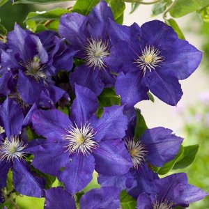 Clematis Rhapsody корень в грунте