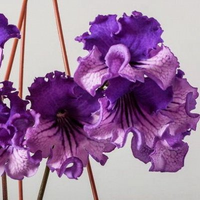 Живые цветы разных сортов — Стрептокарпусы селекции П. Еникеева. ДЕТКИ