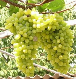Виноград плодовый Лора (C3)