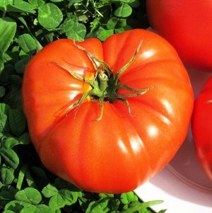 Помидоры Бабушкина Селекция Tomato Babuschka Selection
