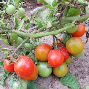 Помидоры Финский Карлик Tomato Finnish Dwarf