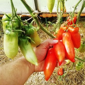 Помидоры Бочковой Гусева