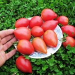 Помидоры Японское Сердечко — Japanese Oxheart