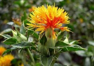 Сафлор (Safflower) – Для Снижения Уровня Холестерина В Крови И при Заболеваниях Желчного Пузыря