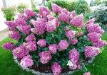 Метельчатая Sundae fraise
