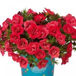Калибрахоа Aloha Double Cherry Red