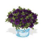 Калибрахоа Aloha Kona Midnight Blue-
