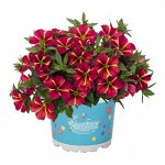 Калибрахоа Aloha Nani Red Cart Wheel