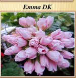Пеларгония розебудная Emma