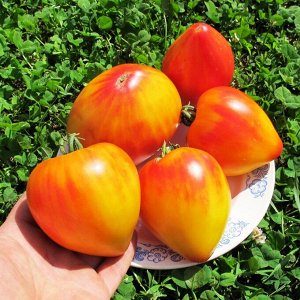 Помидоры Coeur de Zebre Apricot — Сердце Абрикосовой Зебры