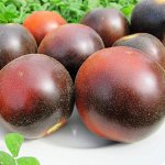 Фиолетовая Комната