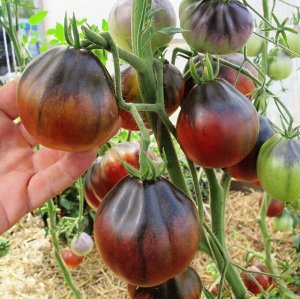 Помидоры Синяя Груша — Blue Pear