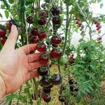 Фиолетовая Комната