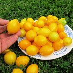 Помидоры Giagi (Yellow Piennolo del Vesuvio) — Джаджу