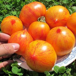 Помидоры Kozula 137 Bicolor — Козуля 137 двухцветная