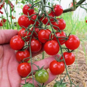 Помидоры Мёд Из Мексики — Tomato Miel du Mexique