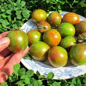 Помидоры Зелёный Шмель — Tomato Green Bumble Bee