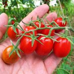 Помидоры Цыганёнок — Baby Roma Tomatoes