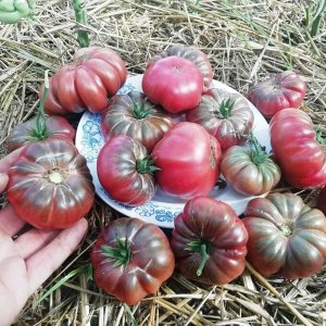 Помидоры Purple Calabash — Папл Калабаш