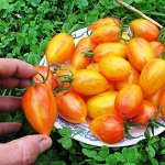Полосатая Комната
