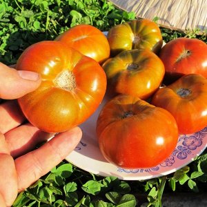 Помидоры Гном Медная Голова — Dwarf Copperhead Tomato