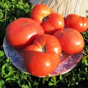 Помидоры Гном Розелла Гигант — Giant Dwarf Rosella Tomato