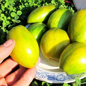 Помидоры Гном Дерзкая Машка — Tomato Dwarf Saucy