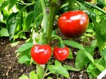 Перец Черри Сладкий — Sweet Cherry Peppers