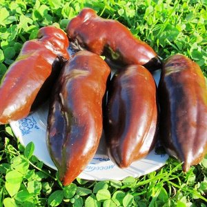 Перец Сладкий Шоколад — Sweet Chocolate Pepper