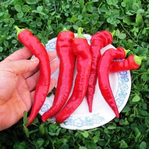 Перец из Болгарии Сиврия — Пипер Сиврия