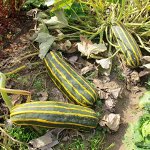 Кабачок Марроу Выставочный Гигант — Marrow Exhibition Giant