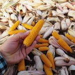 Кукуруза Мальчик с Пальчи