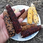 Кукуруза Индейцев Кочити — Cochiti Popcorn