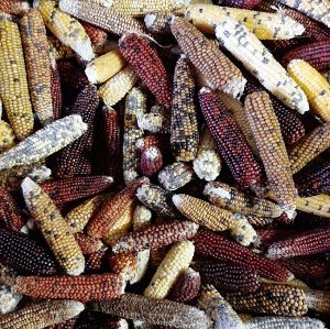 Кукуруза Индейцев Кочити — Cochiti Popcorn