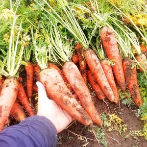 Морковь — Местная Отборная