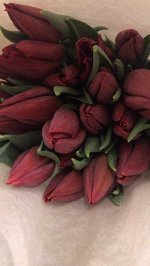Тюльпан красный Strong red