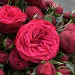Адажио роза ярко-красная роза ПРЕМИУМ 1шт