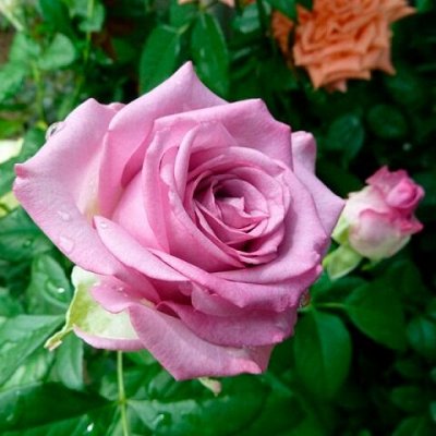 СКИДКИ Пионы — Розы Закрытая корневая система