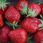 Земляника садовая Мара Де Буа (Р9)