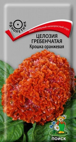 Целозия гребенчатая Крошка оранжевая ЦП