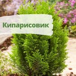 Кипарисовик