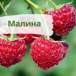 Малина