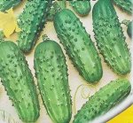 Семена огурец &quot;Бочковой засолочный&quot;