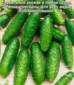 Семена огурец &quot;Господа офицеры&quot;