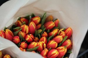 Тюльпаны Denmark-Красные с желтым краем