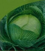 Семена капуста белокочанная «Июньская»